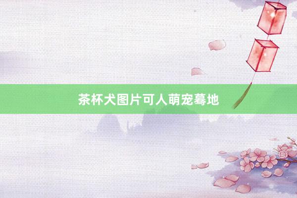 茶杯犬图片可人萌宠蓦地